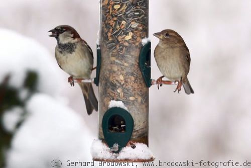 Spatzen - Vögel im Winter