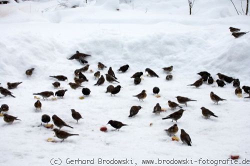 Futterstelle für Vögel im Winter
