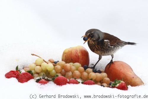 Futterstelle für Vögel im Winter