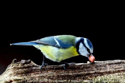 Vögel im Winter-Blaumeise mit Nuss füttern