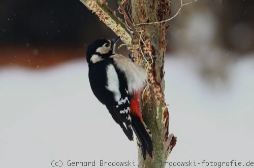 Vögel im Winter füttern - Buntspecht