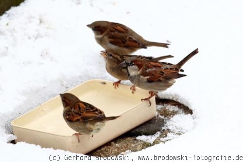 Vögel im Winter-Haussperlinge