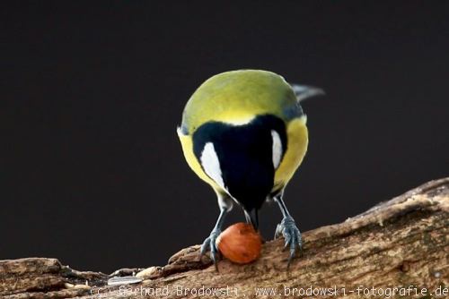 Vögel im Winter-Kohlmeise mit Nuss füttern
