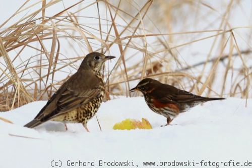 Wintervögel Misteldrossel und Rotdrossel
