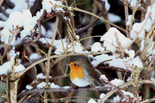 Vögel im Winter-Rotkehlchen