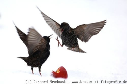 Vogelfütterung: Stare im Winter