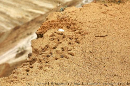 Vogel-Bild - Spuren im Sand