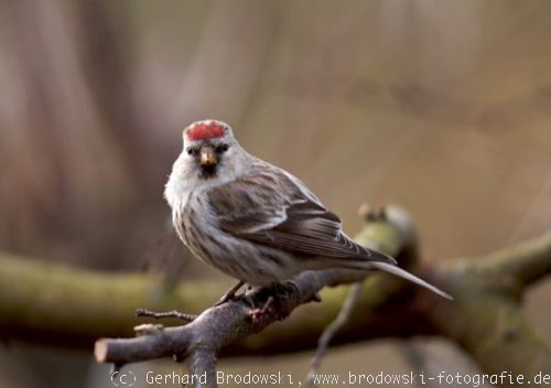 Vogel roter kopf grüner körper