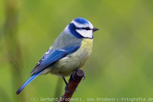 Alle Vogelarten Bestimmen Heimische Vogel Mit Bild Und Namen