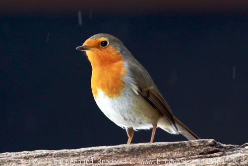 Alle Vogelarten Bestimmen Heimische Vogel Mit Bild Und Namen