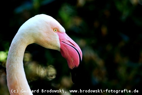 Kopf vom Flamingo