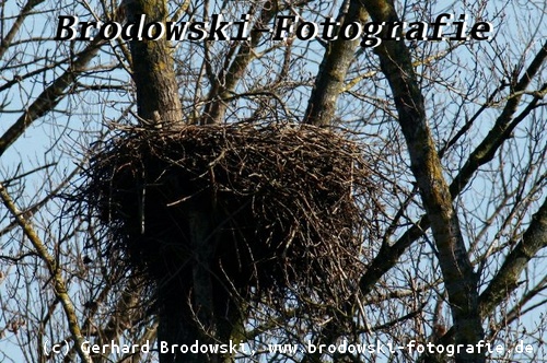 Baumnest - Nest vom Adler - Seeadler