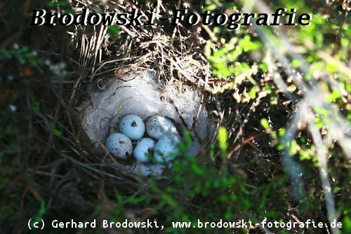 Nest vom Buchfinken