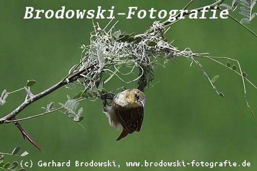 Nestbau Vogel - Schwarzkopfweber