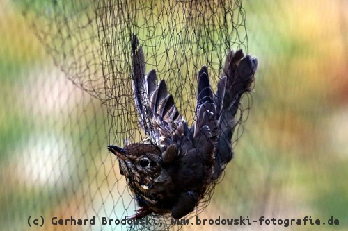 Vogelsterben durch Fangnetze