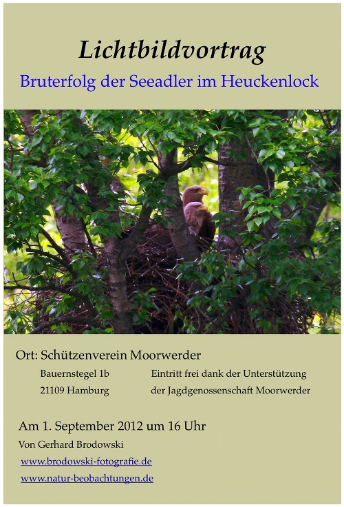 Bruterfolg der Seeadler im Heuckenlock