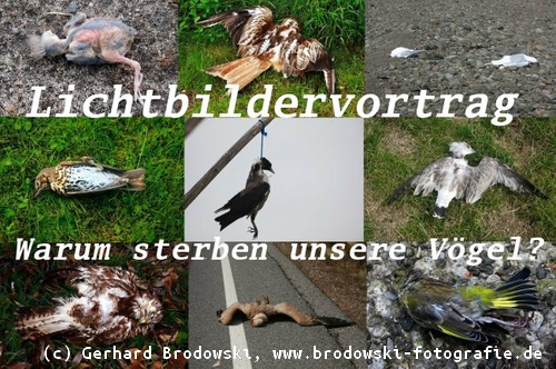 Vortrag Vogelsterben - Warum sterben unsere Vögel?