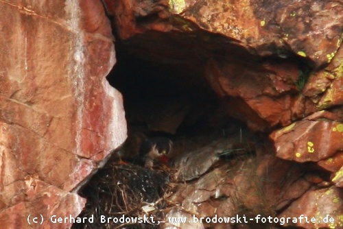 Felsenbrut - Altvogel am Horst
