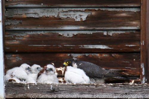 Fütterung der jungen Falken