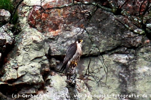 Wanderfalke Unterart Falco peregrinus brookei