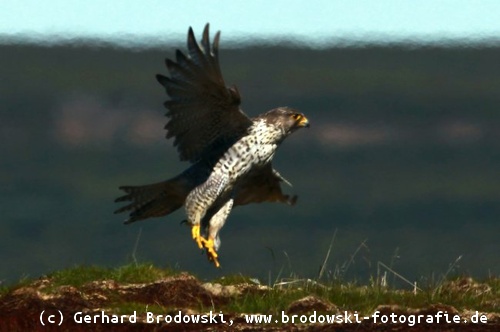 Wanderfalke Unterart Falco peregrinus calidus
