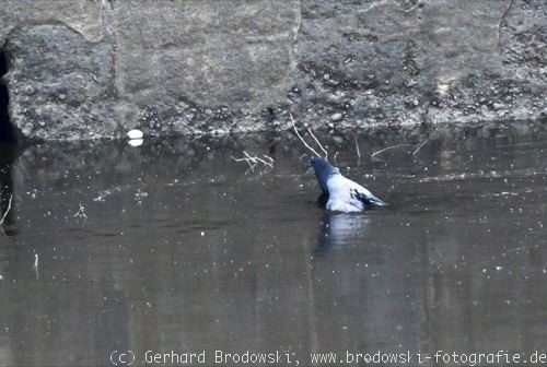 Verletzte Taube im Kanal