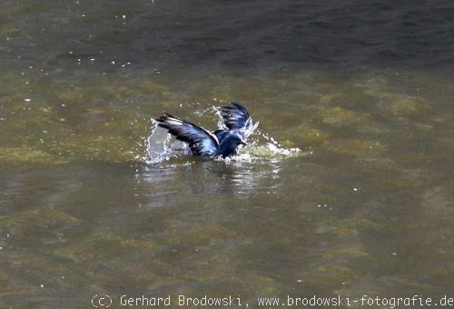 Taube schwimmt im Wasser