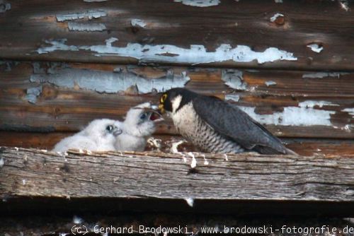 Fütterung junger Falken-Küken