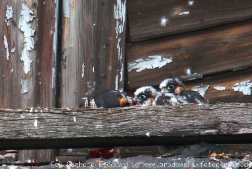 Fütterung junger Falkenküken