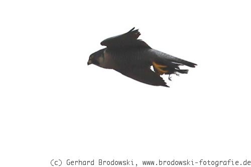 Flugbild: Wanderfalken Männchen mit Vogel