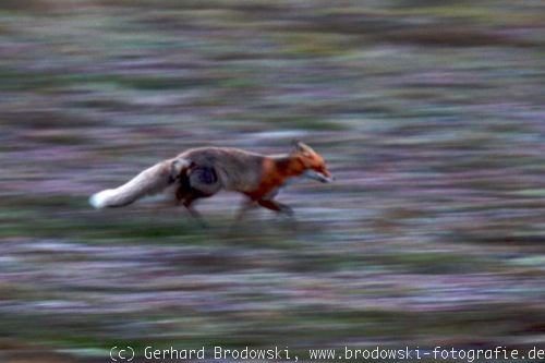 Fuchs: Feind der Wasseramsel