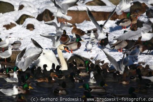 Wasservögel im Winter in Hamburg