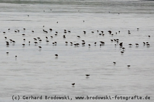 Wattenmeer: Wattvögel suchen Nahrung