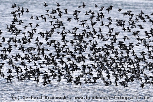 Watvögel im Nationalpark Wattenmeer