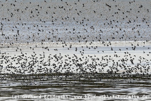 Zugvögel im Nationalpark Wattenmeer