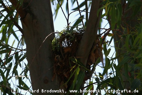Unfertiges Nest vom Weidensperling
