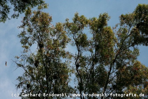 Weidensperlinge brüten im Eukalyptusbaum