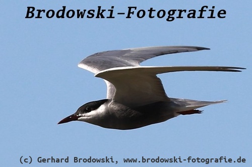 Weißbart-Seeschwalbe Flugbild