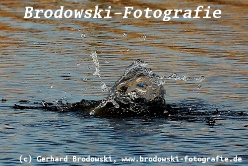 Weißbart-Seeschwalbe taucht beim Fischfang ab