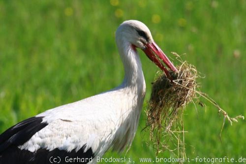 Der Weißstorch - Steckbrief, Brutzeit, Nahrung, Störche ...