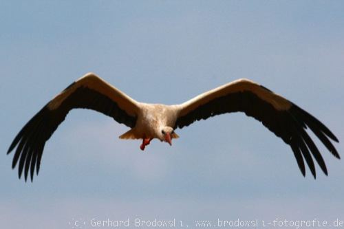 Flugbild vom Weißstorch