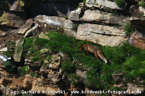 Fuchs auf Beutezug in der Steilwand