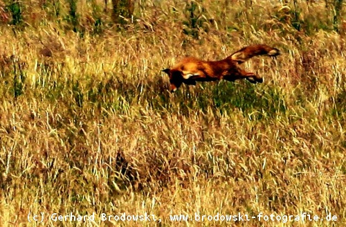 Fuchs Feind der Wiesenweihe