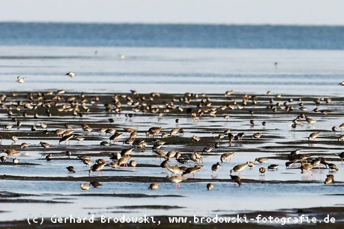 Zugvögel beim fressen im Wattenmeer