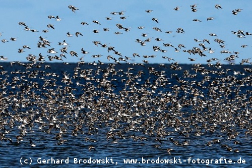 Zugvögel an der Nordseeküste
