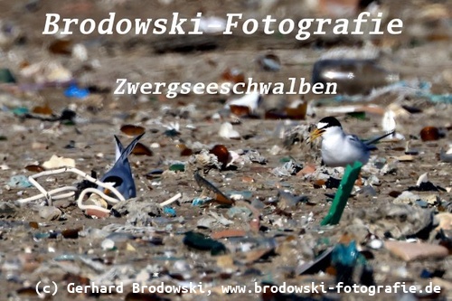 Zwergseeschwalbe Brutplatz im Müll