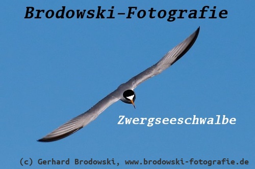 Zwergseeschwalbe Flugbild