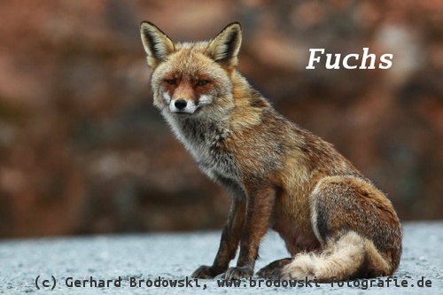  Fuchs - Feind der Zwergtrappe